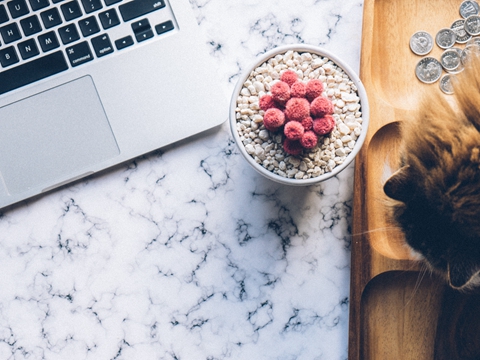 天貓國際服務商入駐條件與運營資質(zhì)要求